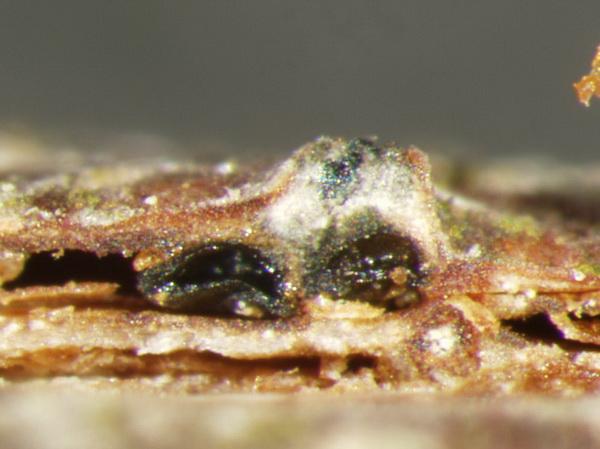 macrostoma