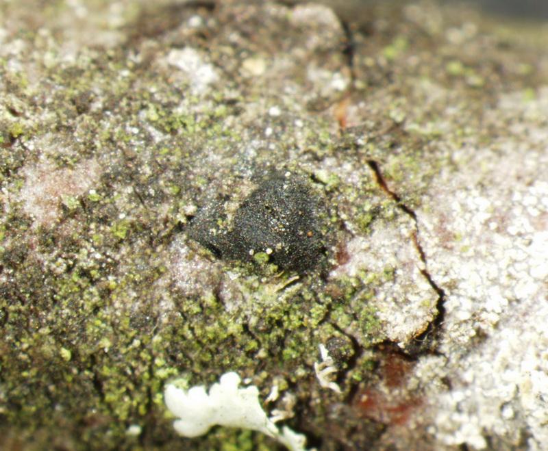 macrostoma