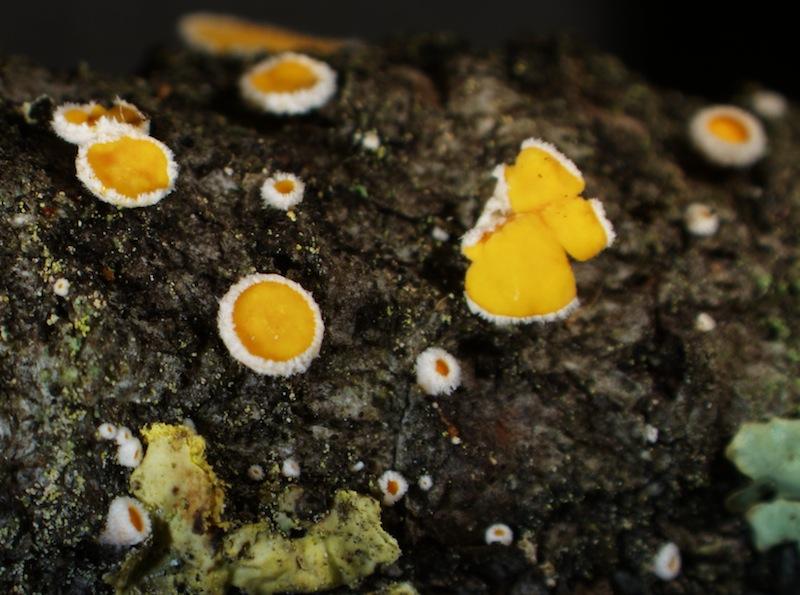 macrostoma