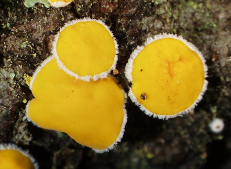 macrostoma