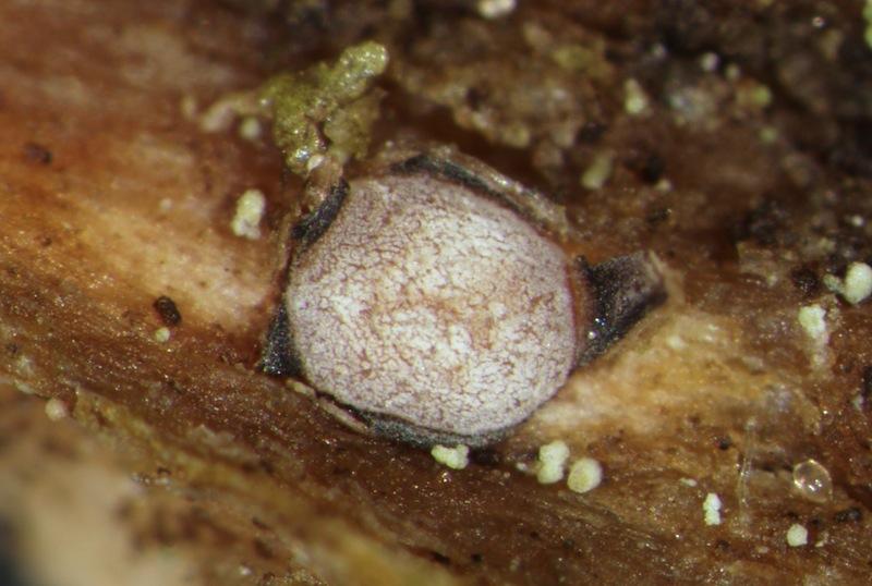 macrostoma