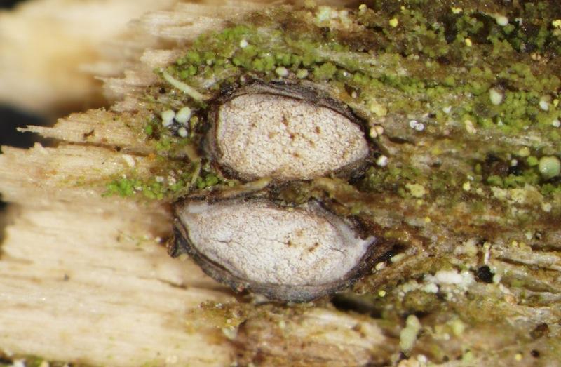 macrostoma