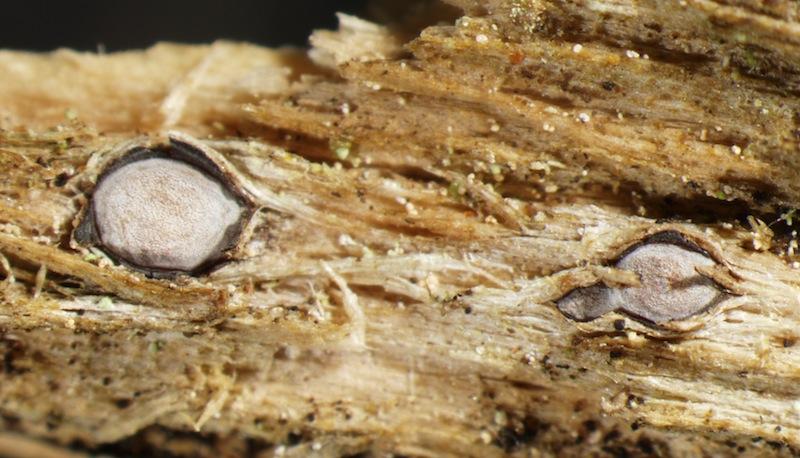 macrostoma