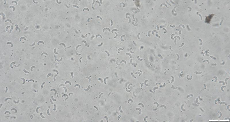 macrostoma