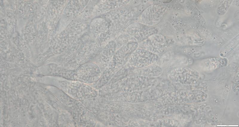 macrostoma