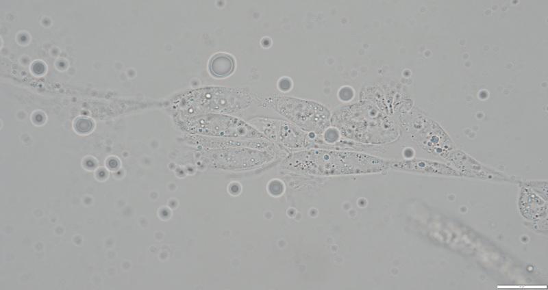 macrostoma