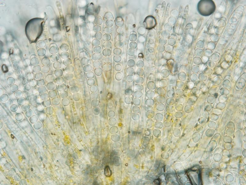 macrostoma