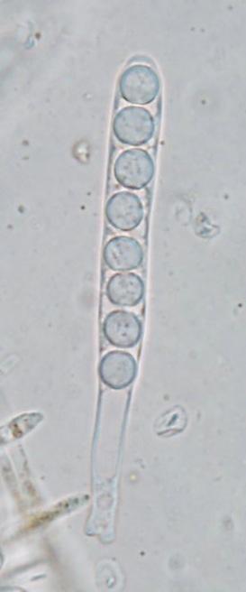 macrostoma