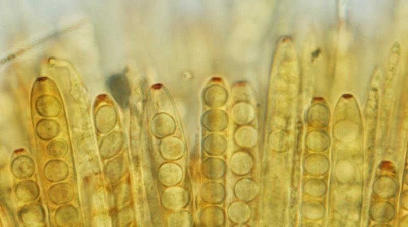 macrostoma