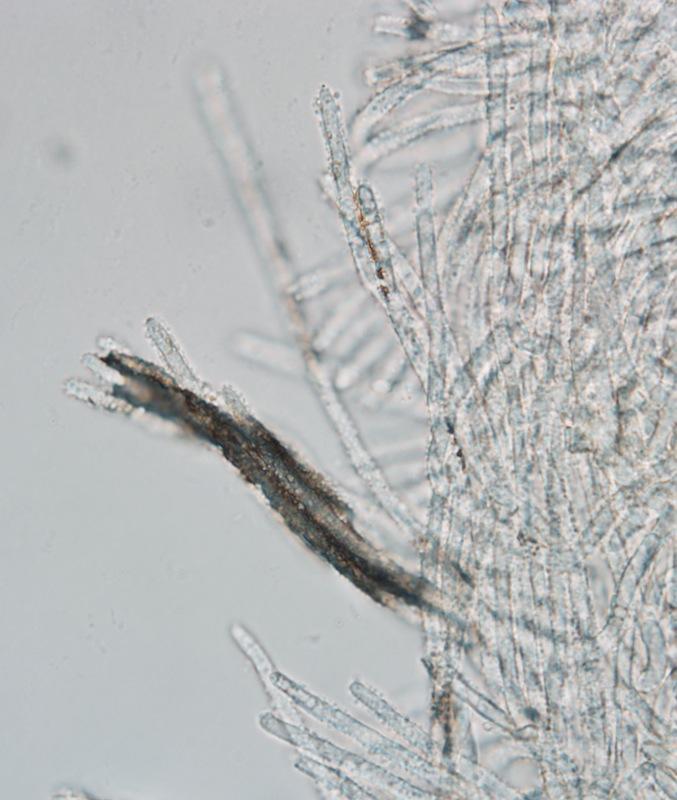 macrostoma