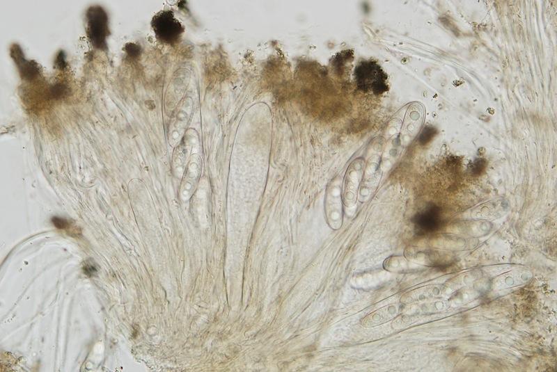 macrostoma