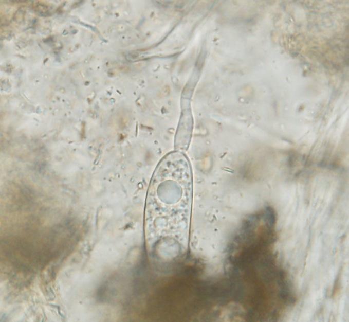 macrostoma