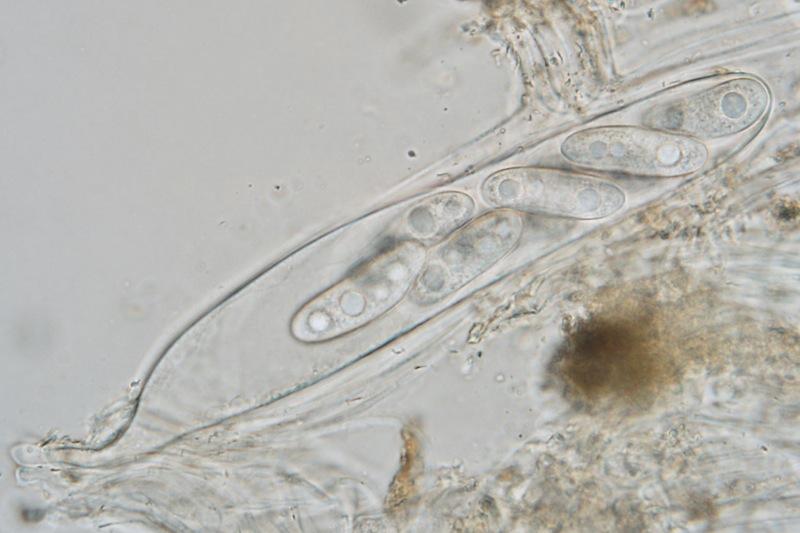 macrostoma