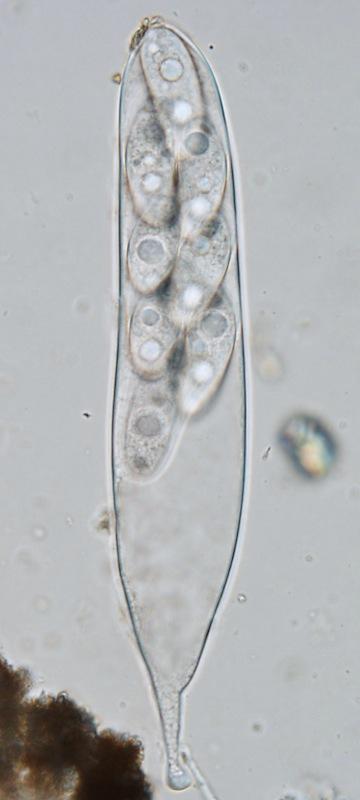 macrostoma