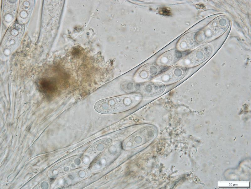 macrostoma