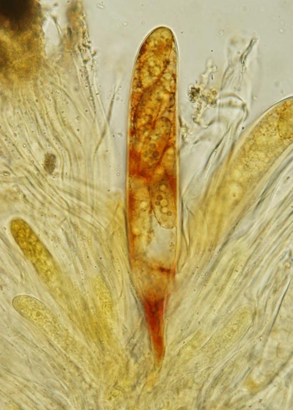 macrostoma