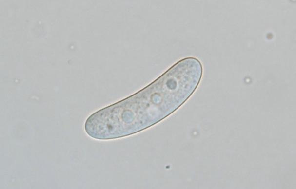 macrostoma