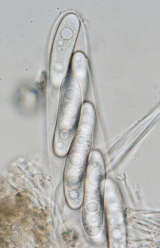 macrostoma