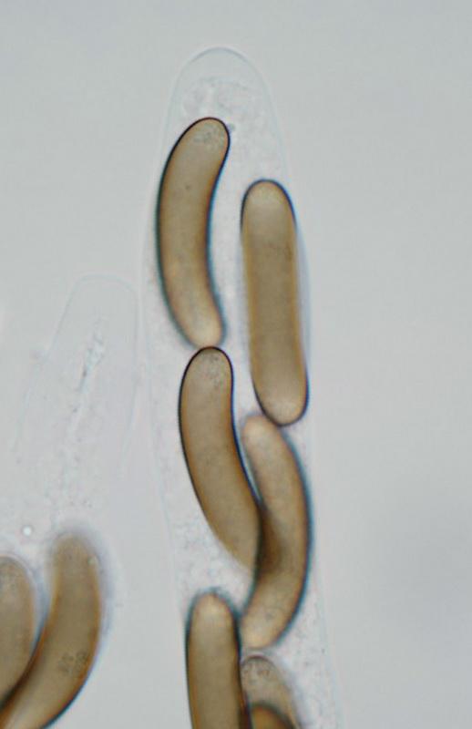 macrostoma