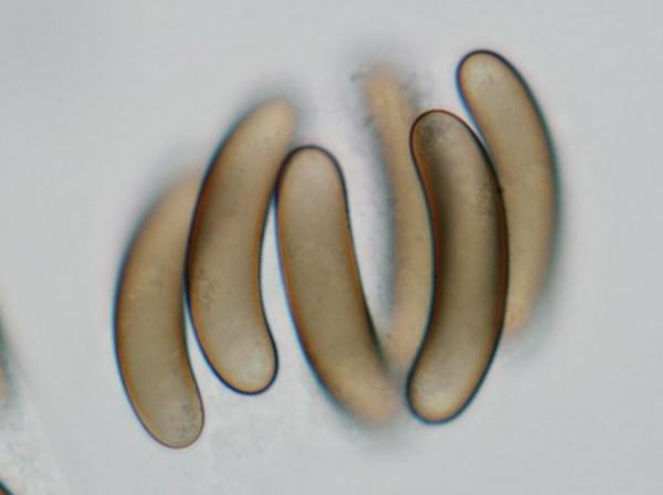 macrostoma