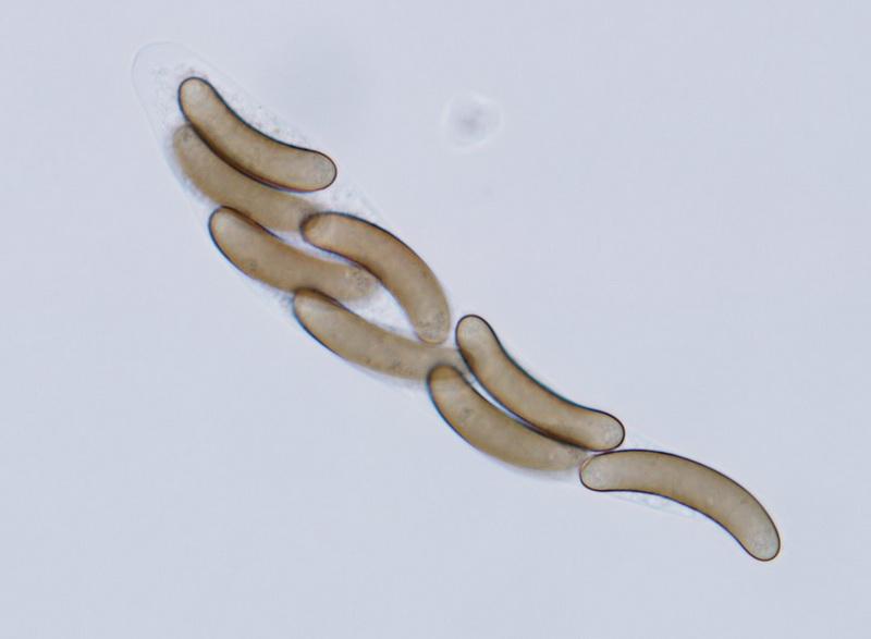 macrostoma