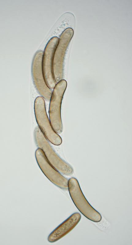 macrostoma