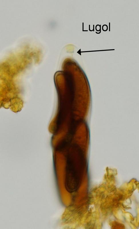 macrostoma