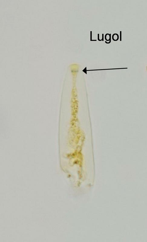 macrostoma
