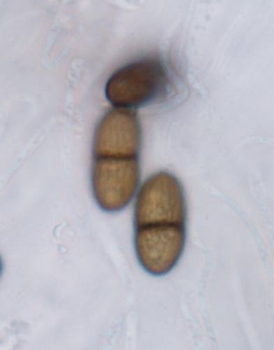 macrostoma