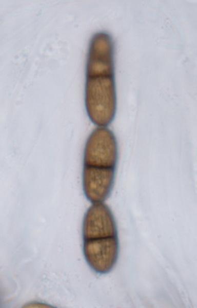 macrostoma