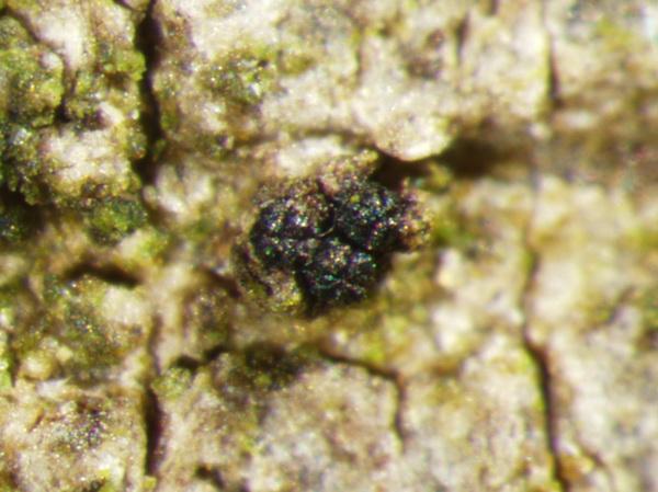 macrostoma