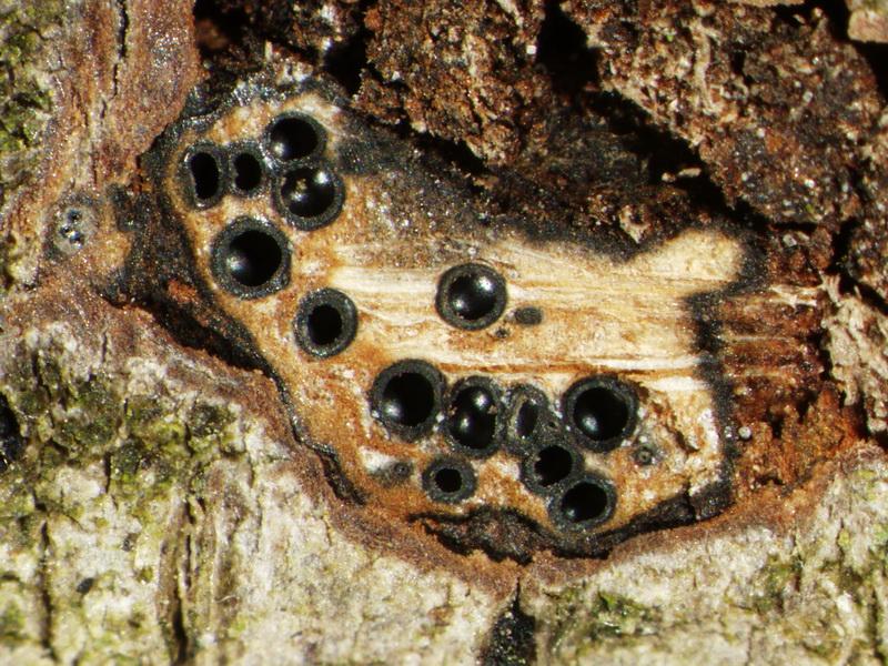 macrostoma