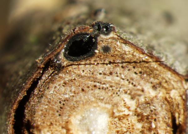 macrostoma