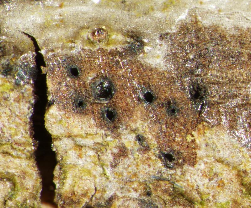macrostoma