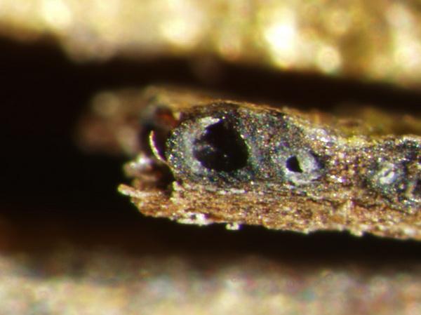 macrostoma