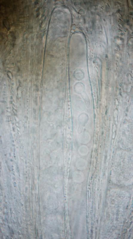macrostoma