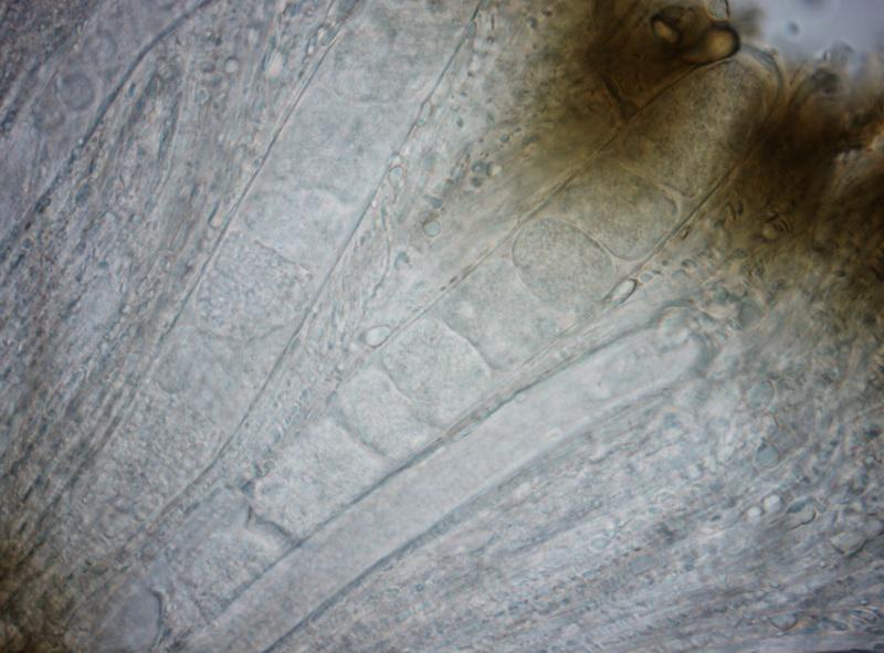 macrostoma