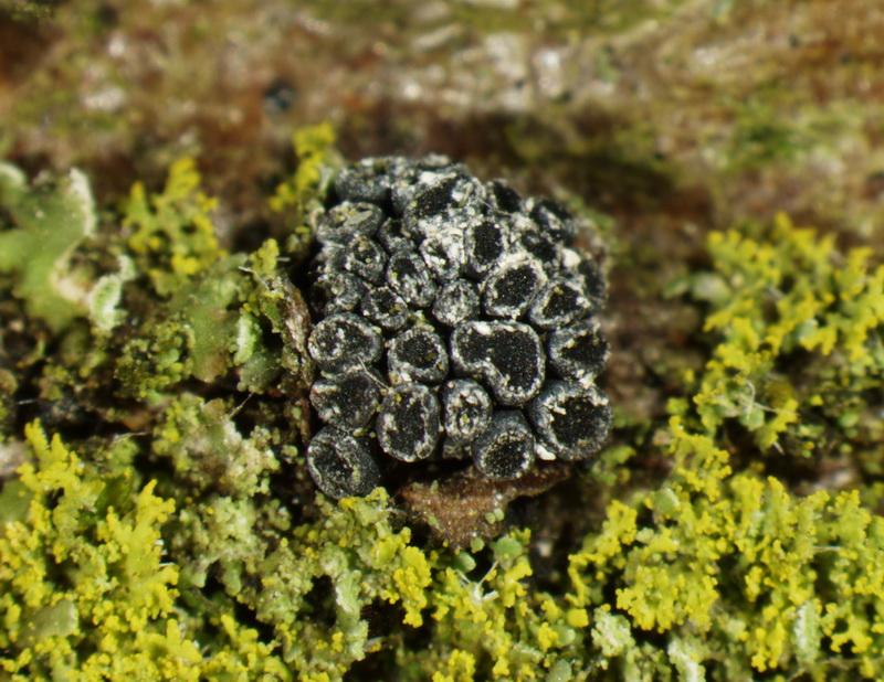 macrostoma