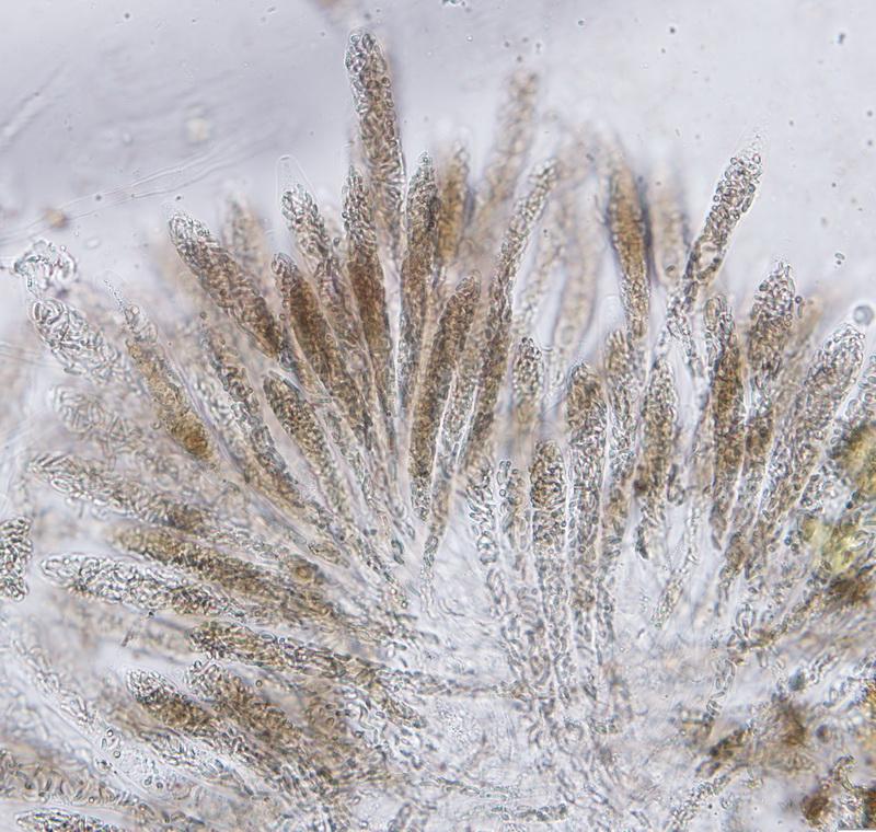 macrostoma