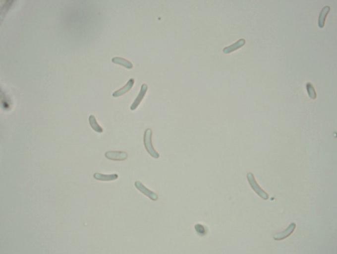macrostoma
