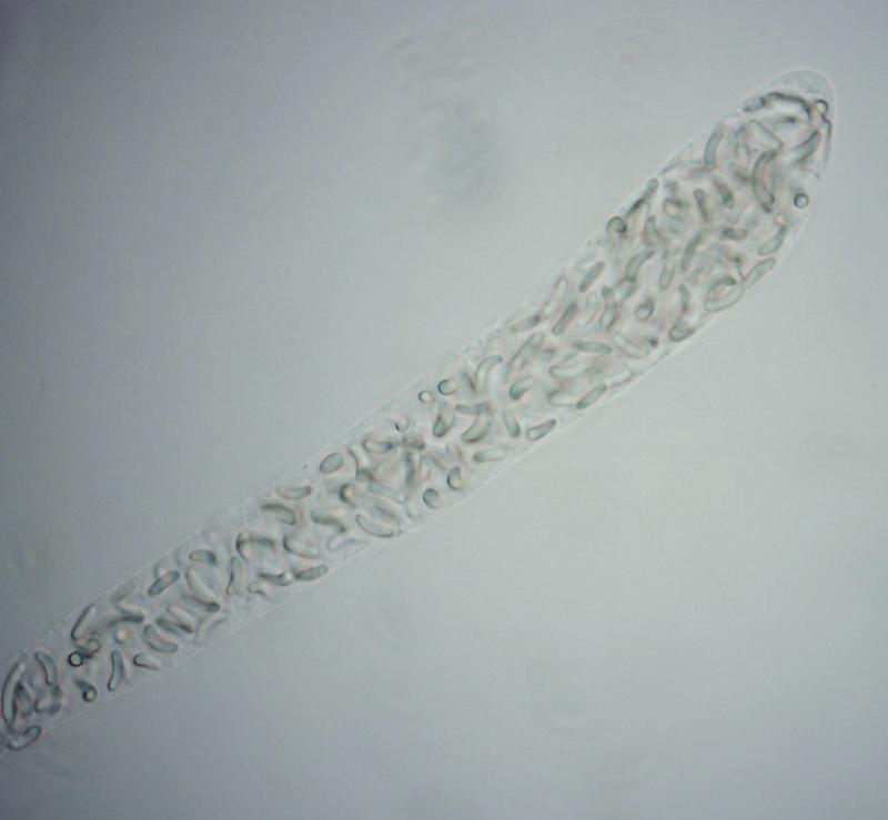 macrostoma