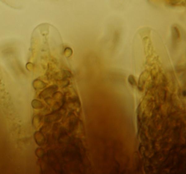 macrostoma