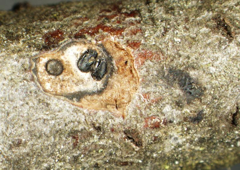 macrostoma