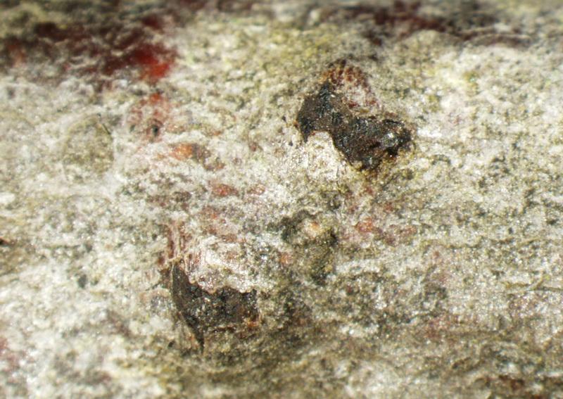 macrostoma