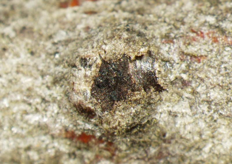 macrostoma