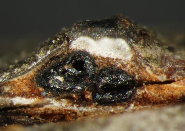 macrostoma