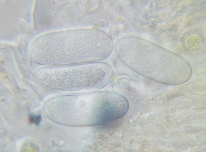 macrostoma