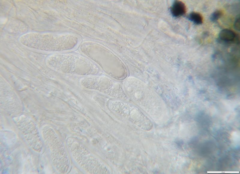 macrostoma