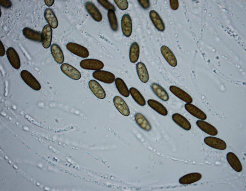 macrostoma
