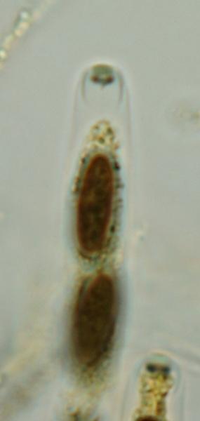 macrostoma